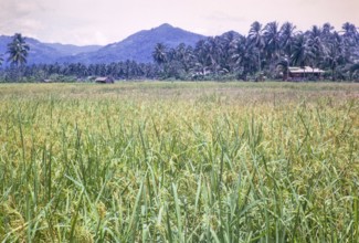 Rice cultivation paddy fields rural farming agriculture countryside area, Penang, Penang Island,