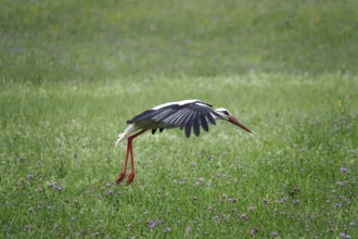 White stork, summer, Germany