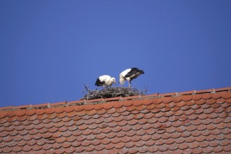 White storks, summer, Germany