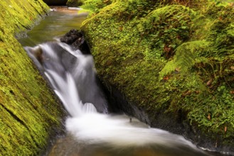 Stream through moss-covered stones, bracken fern (Pteridium aquilinum), Leptosporangiate ferns