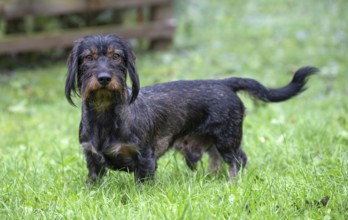 Rough-haired dachshund (Canis lupus familiaris) male, 4 years, attentive, in a meadow, in garden,