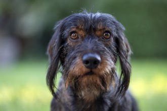 Rough-haired dachshund (Canis lupus familiaris) male, 4 years, animal portrait, attentive,