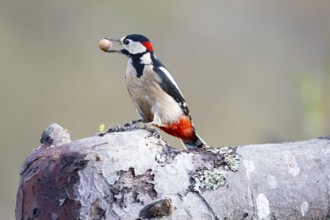 Great spotted woodpecker (Dendrocopus major) ml Germany