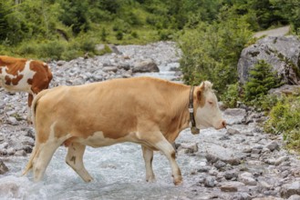 Holstein Friesian cattle crossing a creek on an alpine pasture. Eng valley, Austria