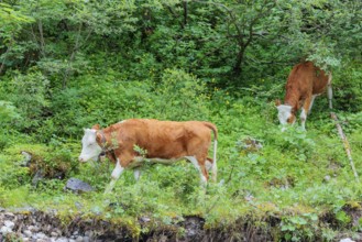 Holstein-Friesian cattle grazing on a mountain pasture in steep terrain. Eng Valley, Austria