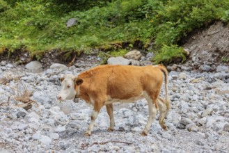 Holstein Friesian cattle crossing a creek on an alpine pasture. Eng valley, Austria