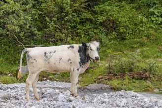 A cow crosses a creek on an alpine pasture. Eng valley, Austria
