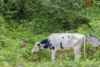 Holstein-Friesian cattle grazing on a mountain pasture in steep terrain. Eng Valley, Austria