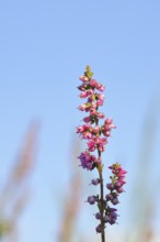 Flowering heather (Calluna vulgaris), heather, Trupacher Heide nature reserve, Siegen, North