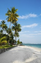 White sandy beach and coconut palms, Pearl Beach, Koh Mook, Trang Province, Southern Thailand,