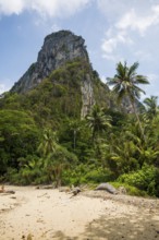 White sandy beach and coconut palms, Sabai Beach, Koh Mook, Trang Province, Southern Thailand,