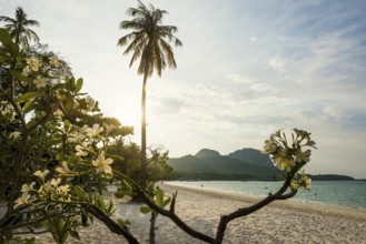 White sandy beach and coconut palms, sunset, Pearl Beach, Koh Mook, Trang Province, Southern