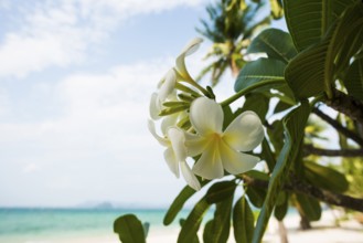 Frangipani, Pearl Beach, Koh Mook, Trang Province, Southern Thailand, Andaman Sea, Thailand