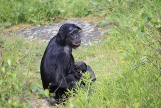 Bonobo (Pan Paniscus), pygmy chimpanzee, adult, female, juvenile, mother, social behaviour,