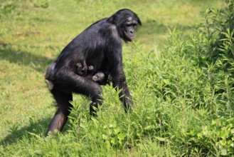 Bonobo (Pan Paniscus), pygmy chimpanzee, adult, female, juvenile, mother, social behaviour