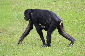 Bonobo (Pan Paniscus), dwarf chimpanzee, adult, female, juvenile, mother, running, social behaviour