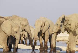 African Elephant (Loxodonta africana). Drinking at a waterhole. Etosha National Park, Namibia