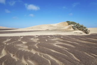 Small sand heaps form around the sparse vegetation in the Namib Desert. Skeleton Coast National