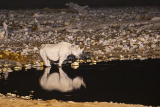 Black Rhinoceros (Diceros bicornis). Also called Hook-lipped Rhinoceros. At night at the floodlit
