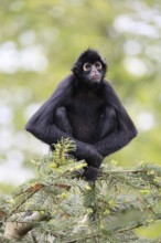 Brown-headed spider monkey (Ateles fusciceps rufiventris), alert, sitting, on tree, South America