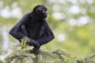 Brown-headed spider monkey (Ateles fusciceps rufiventris), alert, sitting, on tree, South America