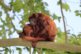 Venezuelan red howler (Alouatta seniculus), adult, female, juvenile, on tree, resting, South