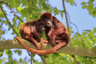 Venezuelan red howler (Alouatta seniculus), adult, female, juvenile, on tree, alert, South America