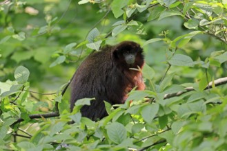 Coppery titi (Plecturocebus cupreus), adult, alert, on tree, South America