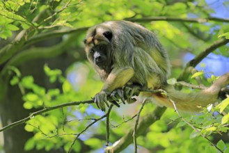 Black howler (Alouatta caraya), adult, female, on tree, alert, South America
