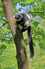 Black-and-white ruffed lemur (Varecia variegata), adult, alert, on tree, Madagascar