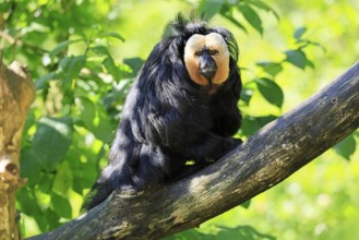 White-headed Saki (Pithecia pithecia), adult, tree, male, vigilant, South America