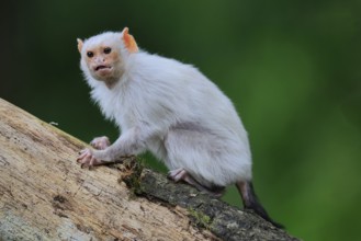 Silver marmoset (Mico argentatus, Syn.: Callithrix argentata), silver marmoset, adult, sitting on