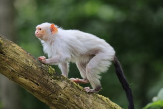 Silver marmoset (Mico argentatus, Syn.: Callithrix argentata), silver marmoset, adult, on tree