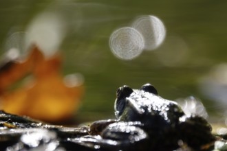 Frog in a pond, summer, Germany
