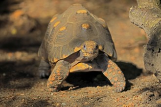 Coal turtle (Geochelone carbonaria), adult, foraging, running, South America