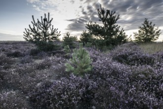 Heath landscape at sunrise, Emsland, Lower Saxony, Germany