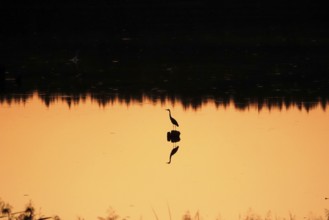 Heron at sunrise in a lake, Saxony, Germany