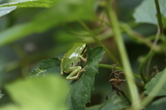 Tree frog, August, Saxony, Germany