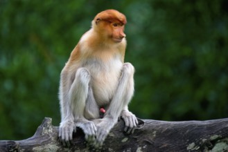 Endemic Proboscis monkey or Long-nosed monkey (Nasalis larvatus), sitting on a branch in the