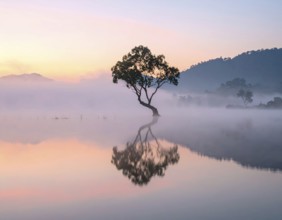 Lone single tree reflected in the still waters of a foggy lake at sunrise, AI generated