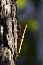 Praying mantis, August, Saxony, Germany