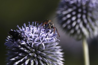 Scolia hirta, July, Germany