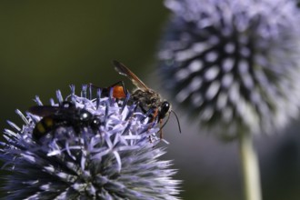 Grasshopper sand wasp, July, Germany