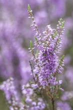 Heather (Calluna vulgaris), Emsland, Lower Saxony, Germany