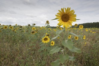 Sunflowers (Helianthus annuus), Emsland, Lower Saxony, Germany