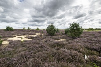 Heathland (Calluna vulgaris), Emsland, Lower Saxony, Germany