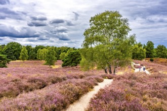 Westruper Heide, in the Hohe Mark Westmünsterland nature park Park, near Haltern am See, heather