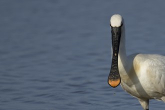 Eurasian spoonbill (Platalea leucorodia) adult bird in a shallow lagoon, England, United Kingdom