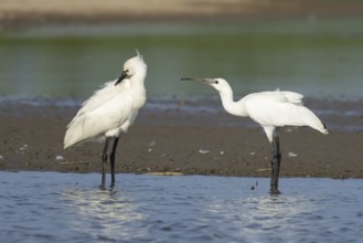 Eurasian spoonbill (Platalea leucorodia) two birds adult bird and juvenile bird begging for food in
