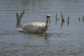 Eurasian spoonbill (Platalea leucorodia) adult bird feeding in a shallow lagoon, England, United